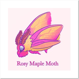 Rosy Maple Moth Posters and Art